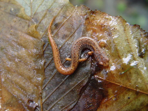 Four-toed Salamander