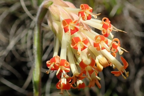 Image of Glumicalyx nutans by no rights reserved
