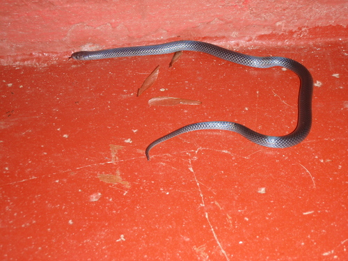 Black Centipede-Eater