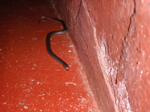 Black Centipede-Eater