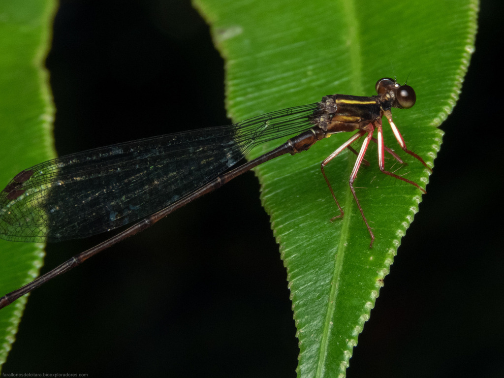 Superb Redleg