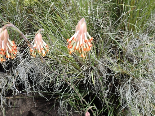 Image of Glumicalyx nutans by no rights reserved