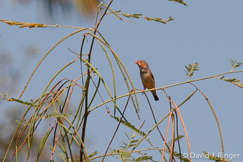 Zebra Finch