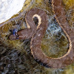 West Coast Garter Snake photo 3