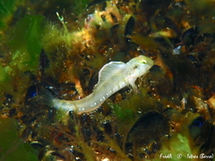 Dalmatian Blenny photo 4