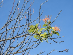 Psittacanthus schiedeanus