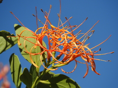 Psittacanthus schiedeanus