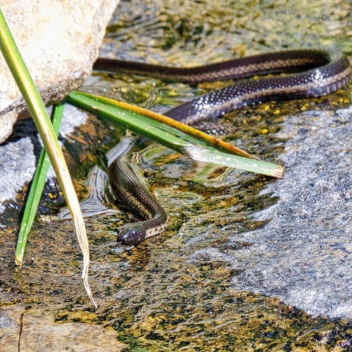 Photo of a West Coast Garter Snake (Thamnophis validus)