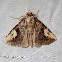 Pseudosphetta fissisigna