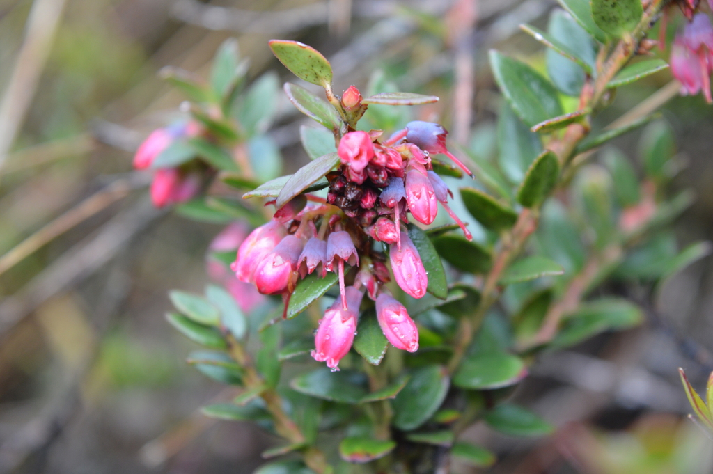 Andean blueberry from San Cristóbal, Bogotá, Colombia on July 10, 2023