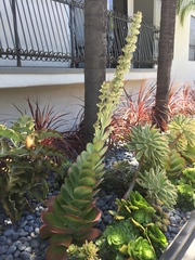 Kalanchoe luciae