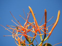 Psittacanthus schiedeanus