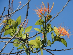 Psittacanthus schiedeanus