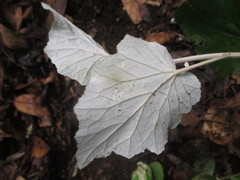 Pericallis appendiculata image