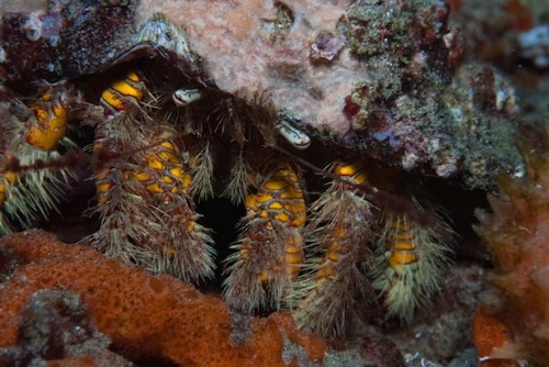 Aniculus maximus