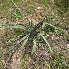 Yucca arkansana