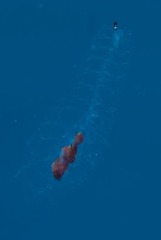 Siphonophorae