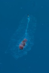 Siphonophorae