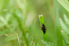 Ectobius sylvestris