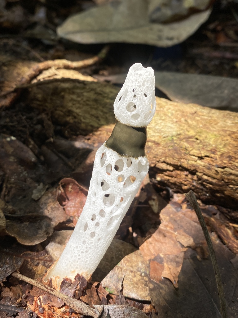Staheliomyces cinctus · August 2023 · photo: © climbing_fern (iNaturalist, cc-by)