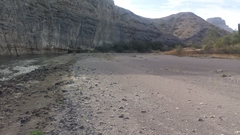 Cicindela carthagena