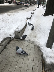 Columba livia domestica
