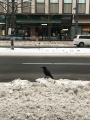 Corvus macrorhynchos