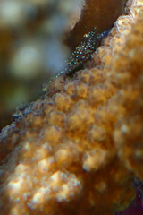 Harpiliopsis spinigera