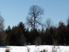 Ulmus thomasii
