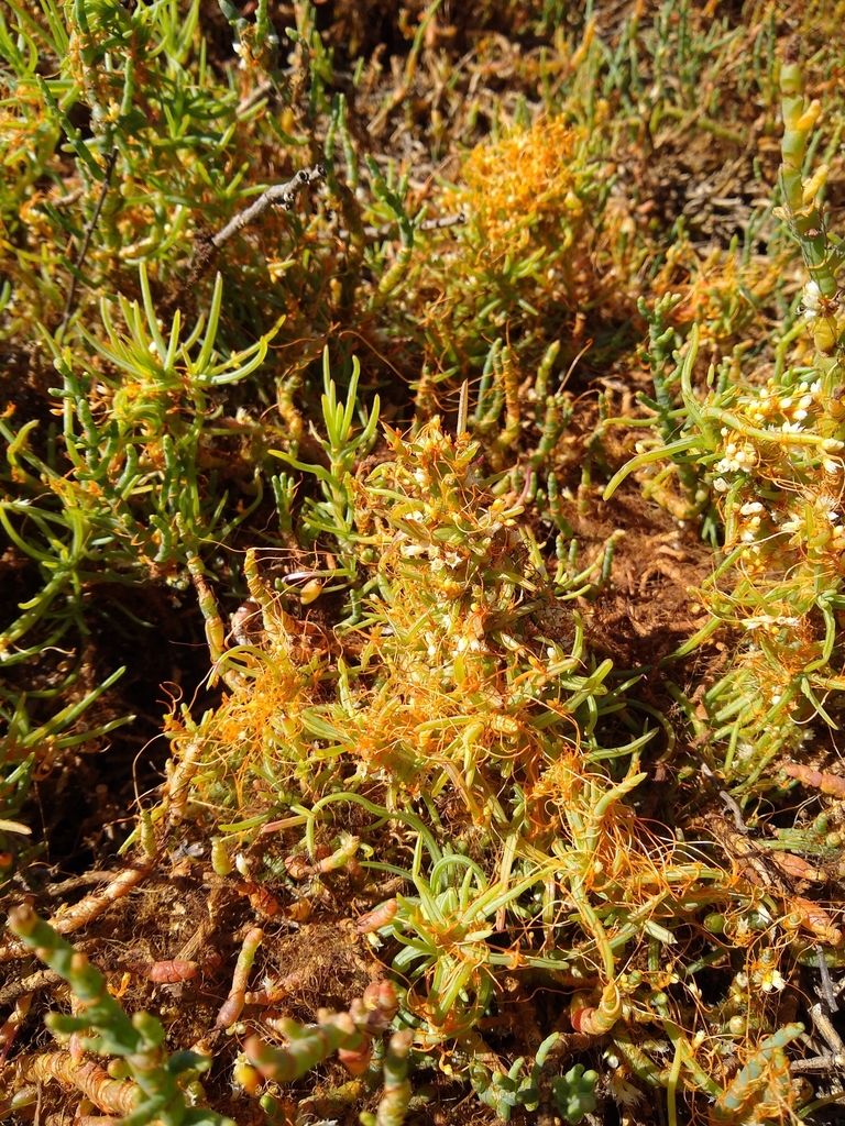 Pacific goldenthread from Heron Bay, San Leandro, CA, USA on August 8