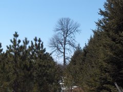 Ulmus thomasii