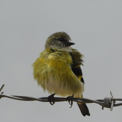 Andean Siskin photo 2