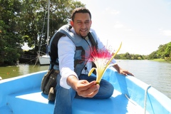 Pachira aquatica