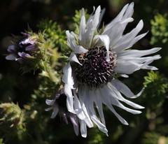 Berkheya purpurea