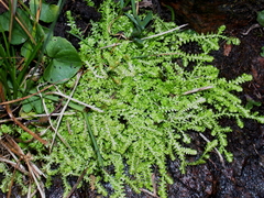 Selaginella eclipes