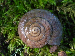 Monadenia