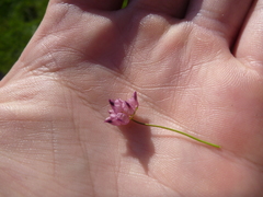 Trifolium depauperatum