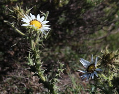 Berkheya cirsiifolia