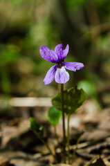 Viola uliginosa