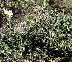 Berkheya cirsiifolia