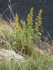 Solidago pallida