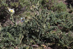 Berkheya cirsiifolia