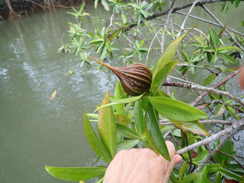 Pelliciera rhizophorae - Bark