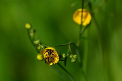 Brachyta interrogationis