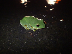 Zhangixalus taipeianus