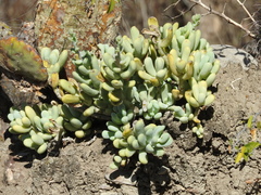Sedum allantoides