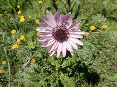 Berkheya purpurea