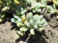 Sedum allantoides