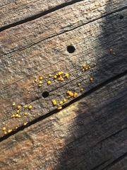 Dacrymyces stillatus image