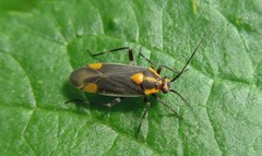 Capsodes flavomarginatus